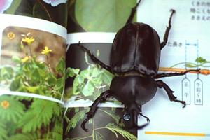 平塚で信頼できる動物病院を見つけるための完全ガイド｜ペットの健康管理をサポートする情報満載