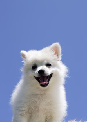 ペット火葬に必要な料金について