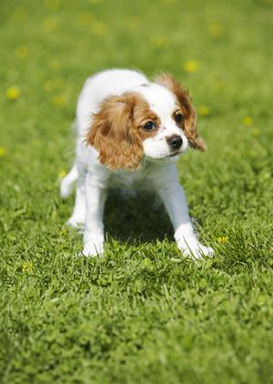 犬の幼稚園でしつけの基本を学ぼう