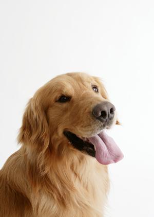 シロアリ駆除の信頼と実績を誇るアサンテ|即日対応・土日祝も受付可能な安心サービス