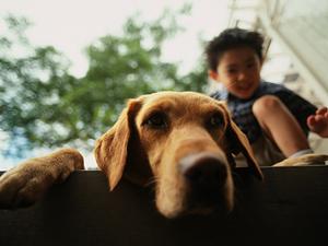 あざみ野付近にある動物病院について