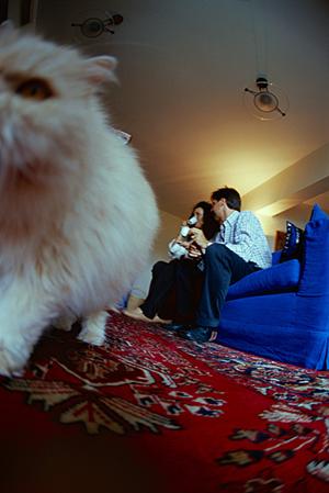 シロアリ駆除の専門店アサンテ！即日対応と土日祝も安心のサービスで安心施工