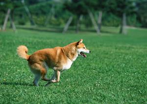 秦野の動物病院は大型施設が安心