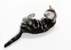 ペットを安全に運ぶ！長距離引越しのための完全ガイド