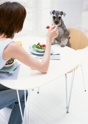 埼玉のペット葬祭専門会社で最後の別れを