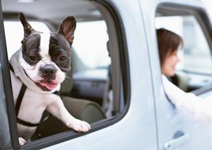 愛犬を利口に育てるためには知育玩具